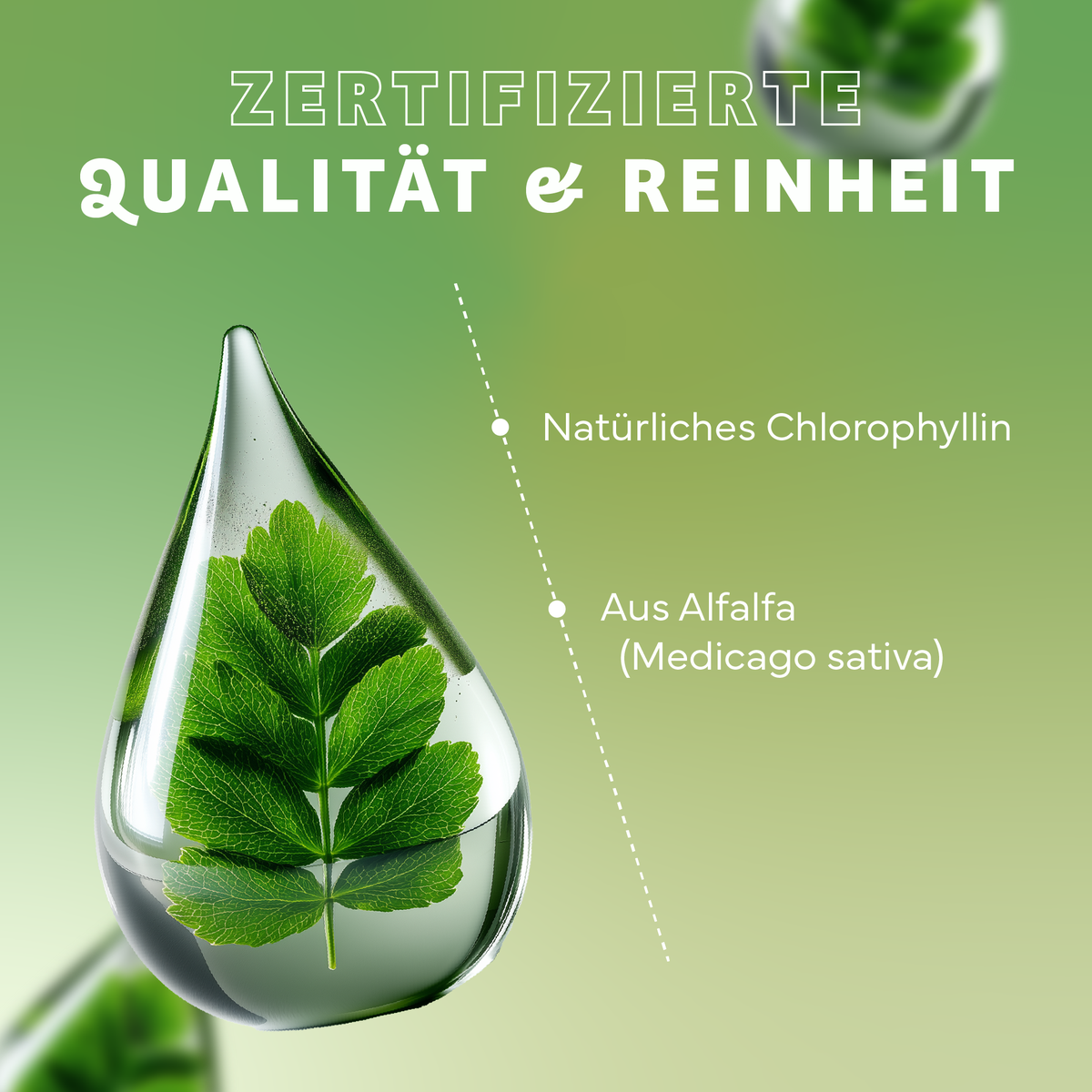 Grün, Blatt, Kräuterig, Kräuter, Werbung, Grün, Blatt, Kräuter, Werbung, Natürliches, Chlorophyll, Blatt, Wassertropfen, Medicago