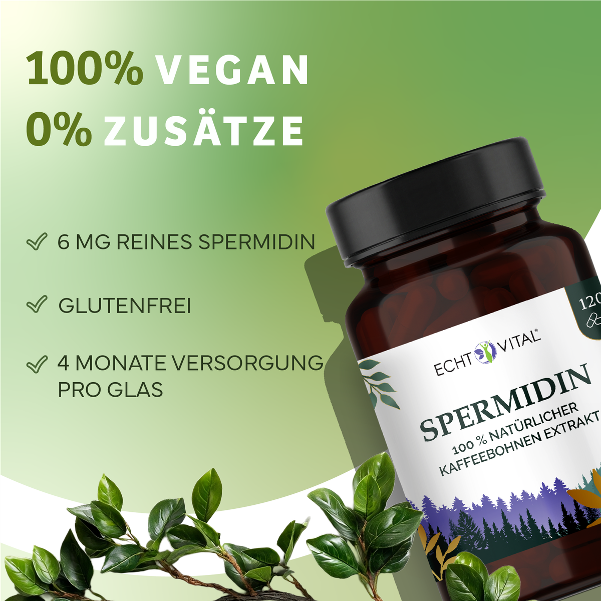 Kräuter, Astragalus, Blume, Sirup, Kräuterig, Kräuter, Pflanze, Astragalus, Blume, Spermidin, Kapseln, Glutenfrei, Kaffeeextrakt, Spermidin