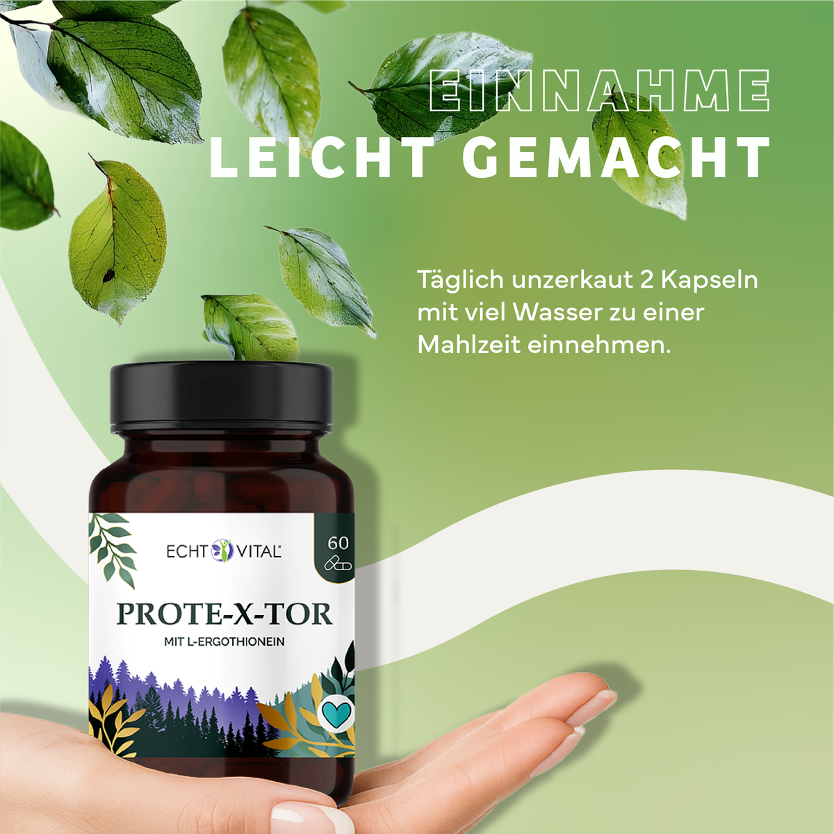 Kräuter, Werbung, Plakat, Blatt, Kräuterig, Kräuter, Werbung, Astragalus, Plakat, Kapseln, Nahrungsergänzung, Proteine?, Ergothionein?, Vitamine?
