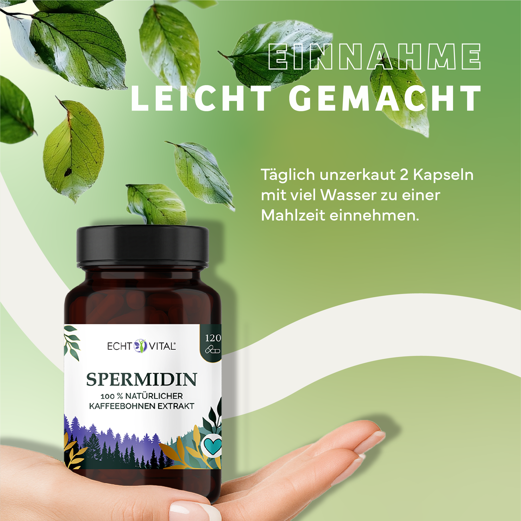 Kräuter, Werbung, Astragalus, Plakat, Kräuterig, Kräuter, Pflanze, Werbung, Astragalus
