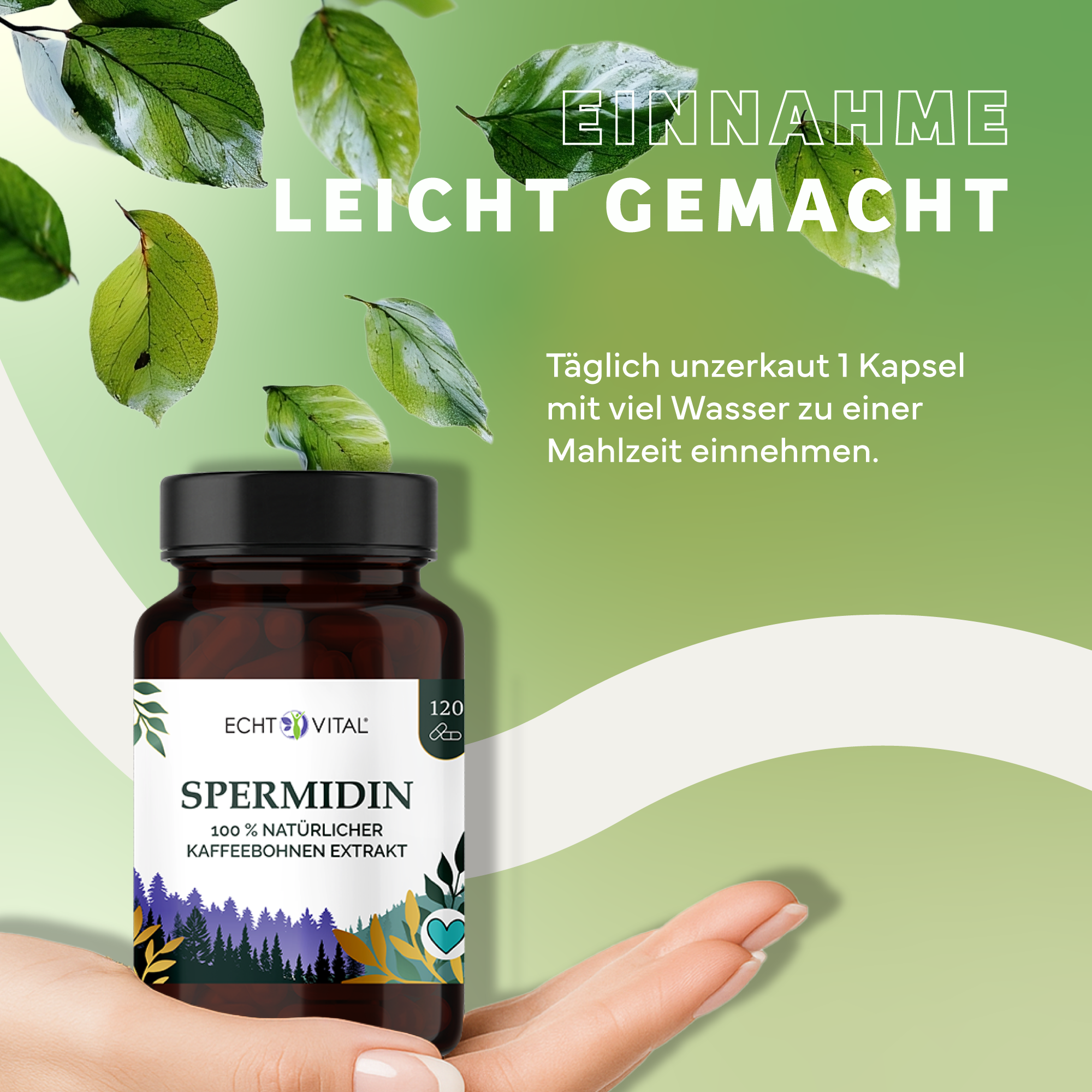 Kräuter, Werbung, Astragalus, Plakat, Kräuterig, Kräuter, Pflanze, Werbung, Astragalus, Kapseln, Kaffeeextrakt, Spermenidin, Naturkosmetik, Vitamine