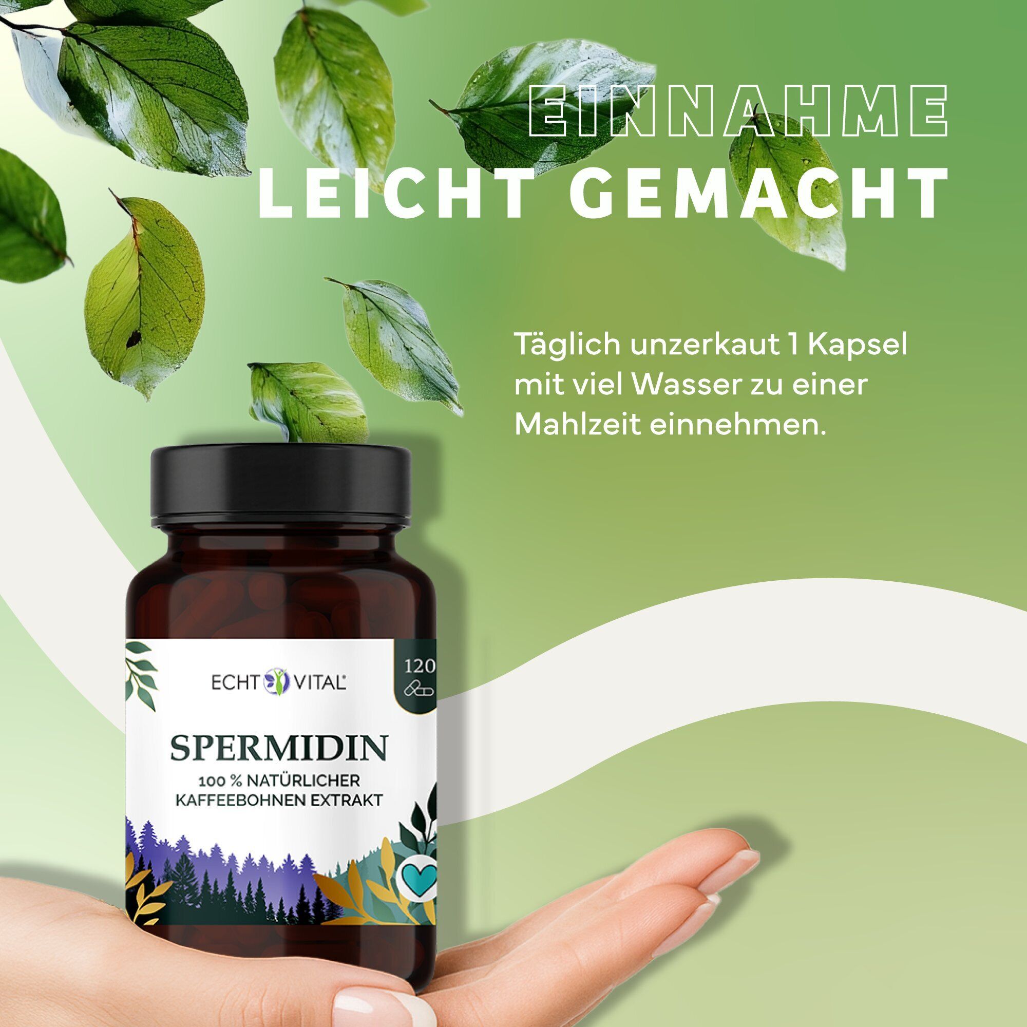 Kräuter, Werbung, Astragalus, Plakat, Kräuterig, Kräuter, Pflanze, Werbung, Astragalus, Kapseln, Kaffeeextrakt, Spermenidin, Naturkosmetik, Vitamine, Kapseln, Spermidin, Kaffee Bohnen Extrakt, natürlich, Vegan?