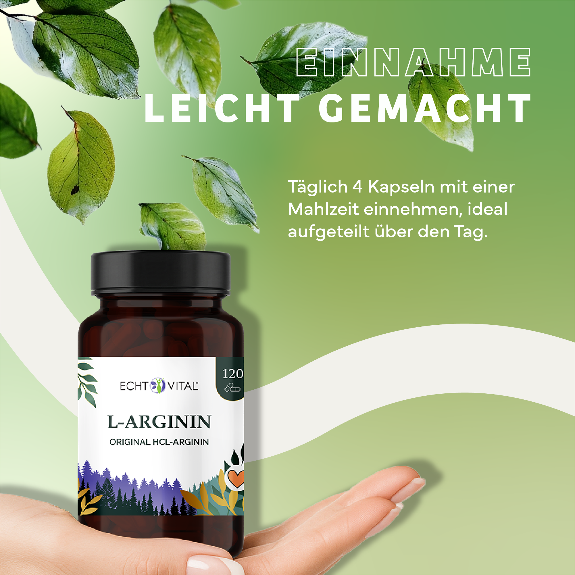 Kräuter, Werbung, Astragalus, Blatt, Kräuterig, Kräuter, Werbung, Blatt, Astragalus