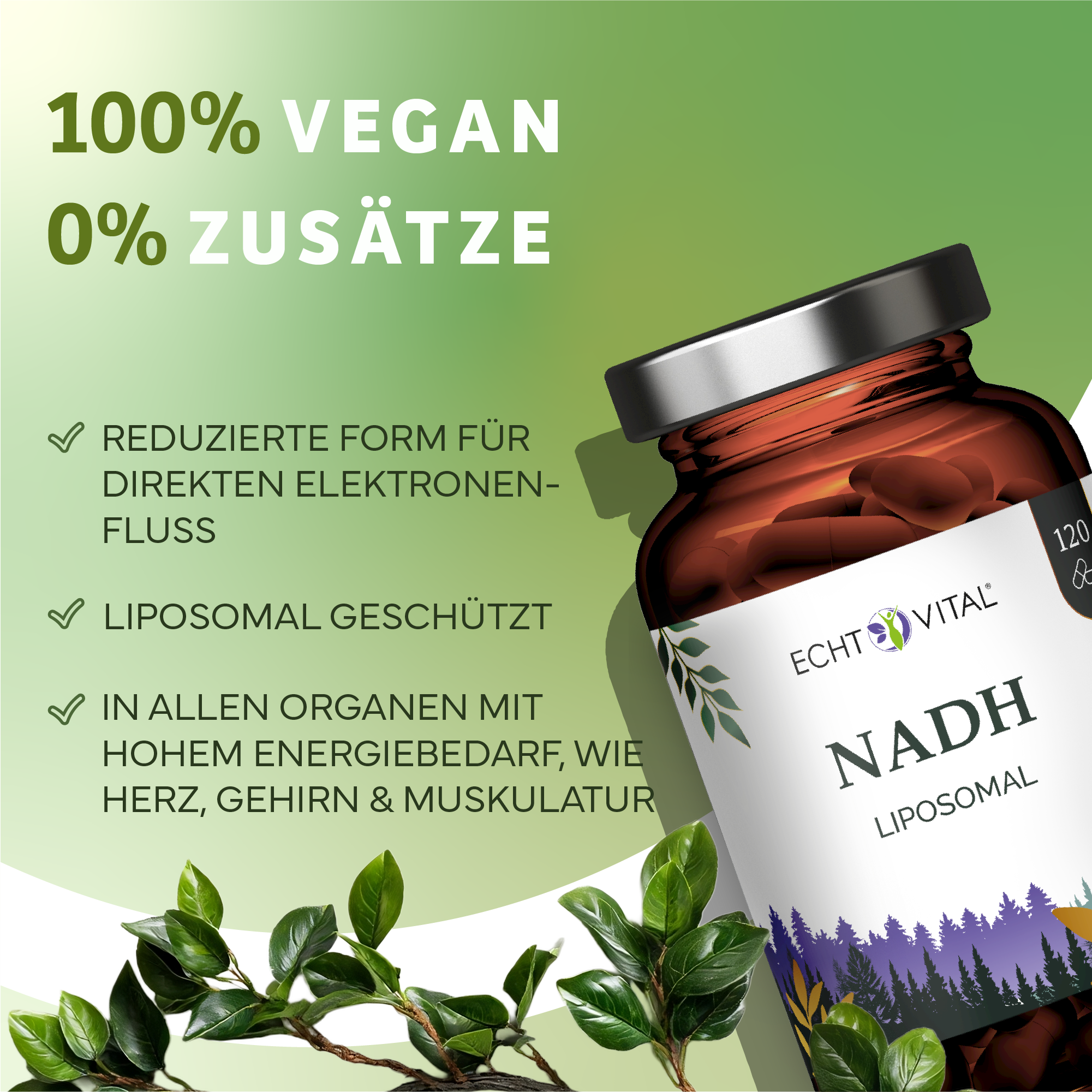 Kräuter, Pflanze, Werbung, Astragalus, Kräuter, Pflanze, Werbung, Astragalus