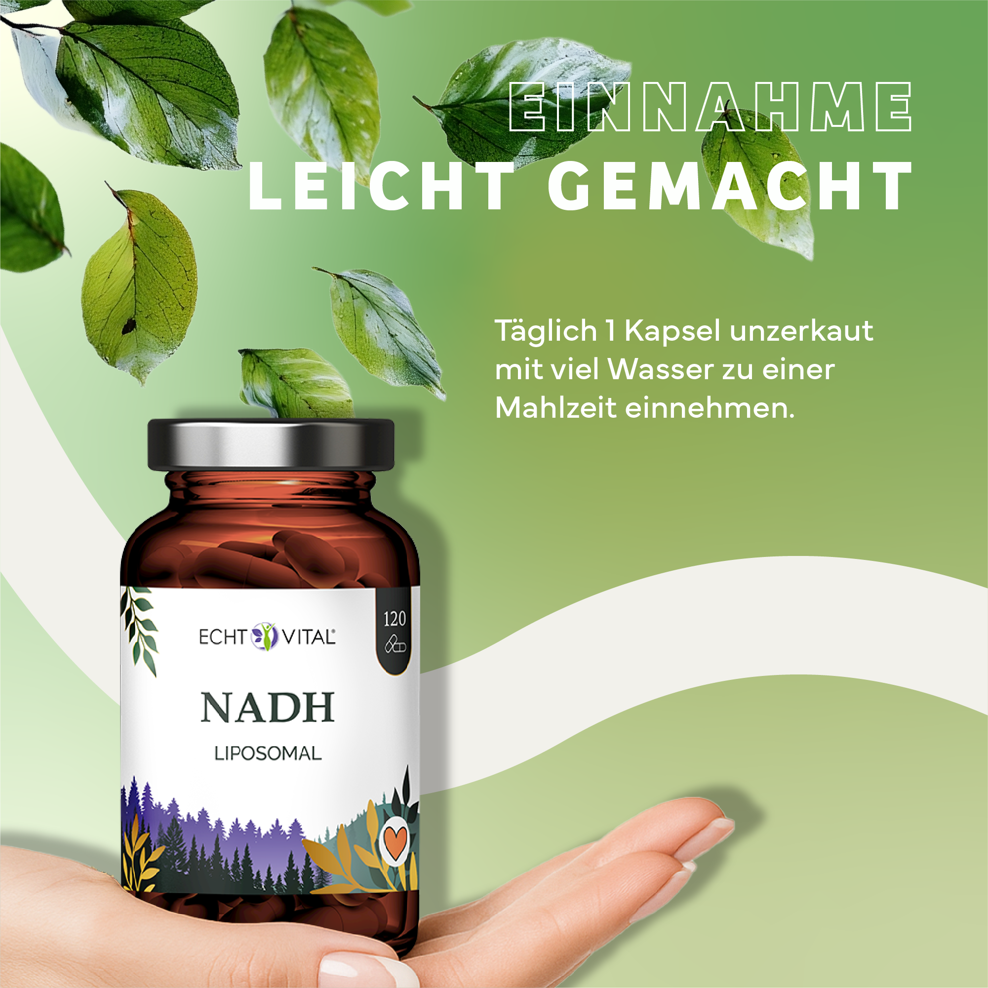 Kräuter, Werbung, Astragalus, Plakat