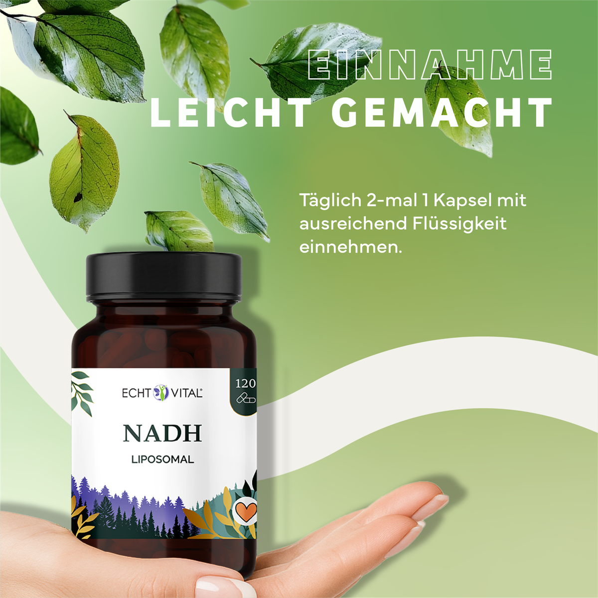 Kräuter, Werbung, Astragalus, Plakat, Kräuterig, Kräuter, Werbung, Astragalus, Blatt, NADH, Liposomal, Supplement, Flasche, Kräuterabbildung