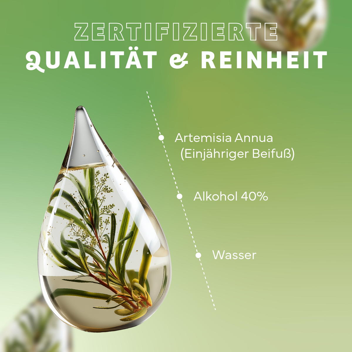 Kräuter, Pflanze, Werbung, Tröpfchen, Plakat, Kräuterig, Kräuter, Werbung, Tröpfchen, Plakat, parfüm, ökologisches bild, flussigkeit, klarer tropfen, pflanze im tropfen