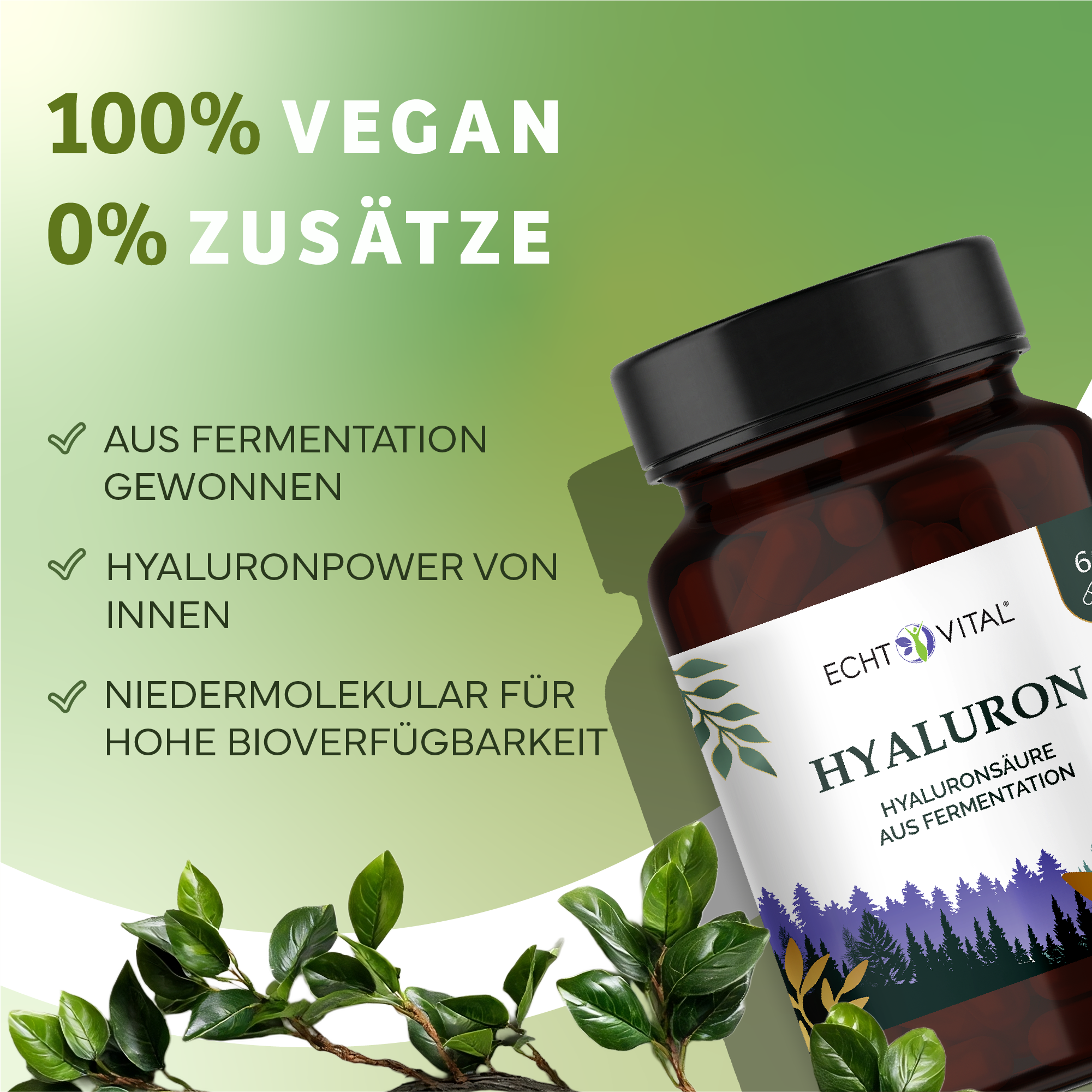 Kräuter, Pflanze, Werbung, Astragalus, Kräuterig, Kräuter, Pflanze, Astragalus, Werbung