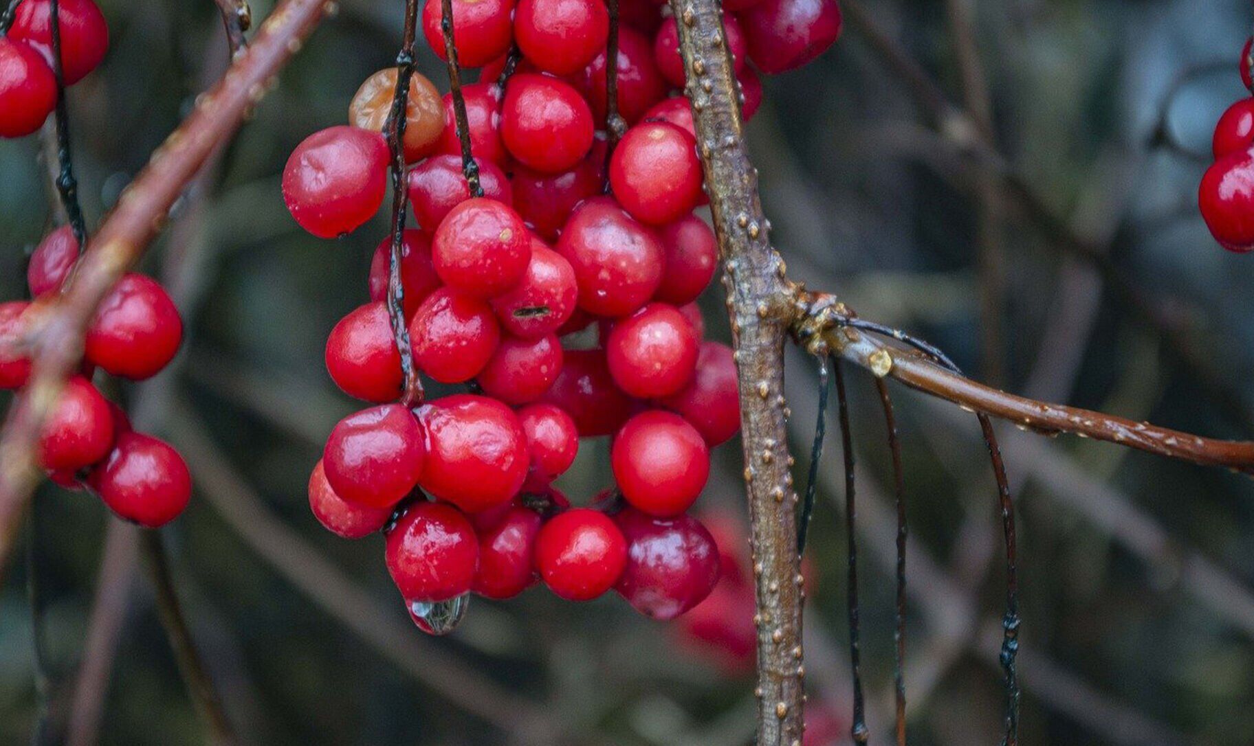 Beeren, Rote Beeren, Kirschen-Kränte, Beerenzweig, Fruchtansammlung